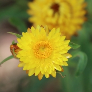 Xerochrysum bracteatum at Mongarlowe, NSW - 21 Jan 2023