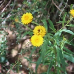 Xerochrysum bracteatum at Mongarlowe, NSW - 21 Jan 2023