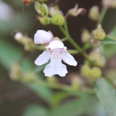 Prostanthera lasianthos (Victorian Christmas Bush) at Mongarlowe River - 21 Jan 2023 by LisaH