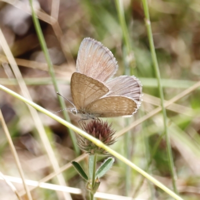 Zizina otis (Common Grass-Blue) at Rendezvous Creek, ACT - 21 Jan 2023 by JimL