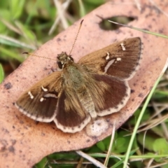 Toxidia parvula (Banded Grass-skipper) at Mongarlowe River - 21 Jan 2023 by LisaH