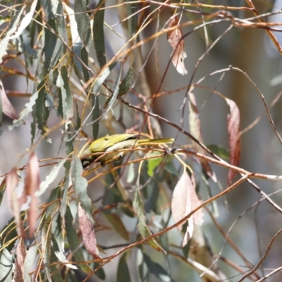 Nesoptilotis leucotis (White-eared Honeyeater) at Rendezvous Creek, ACT - 21 Jan 2023 by JimL