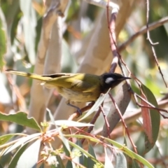 Nesoptilotis leucotis (White-eared Honeyeater) at Rendezvous Creek, ACT - 21 Jan 2023 by JimL