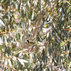 Nesoptilotis leucotis at Rendezvous Creek, ACT - 21 Jan 2023