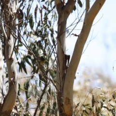 Nesoptilotis leucotis at Rendezvous Creek, ACT - 21 Jan 2023