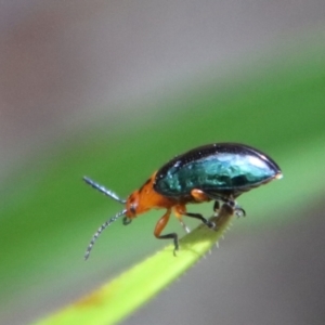 Lamprolina (genus) at Budawang, NSW - 21 Jan 2023