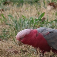 Eolophus roseicapilla (Galah) at Barton, ACT - 21 Jan 2023 by MatthewFrawley