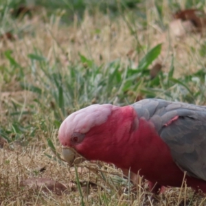 Eolophus roseicapilla at Barton, ACT - 21 Jan 2023