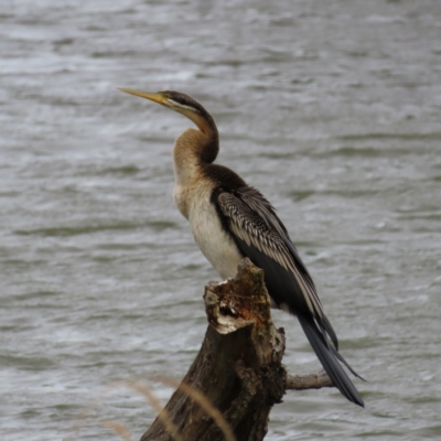 Anhinga novaehollandiae (Australasian Darter) at Lake Burley Griffin Central/East - 21 Jan 2023 by MatthewFrawley