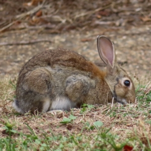 Oryctolagus cuniculus at Barton, ACT - 21 Jan 2023 06:26 PM