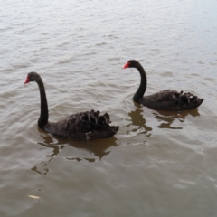 Cygnus atratus (Black Swan) at Barton, ACT - 21 Jan 2023 by MatthewFrawley