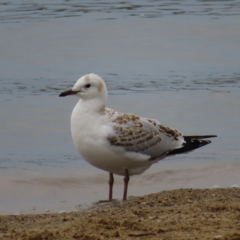 Chroicocephalus novaehollandiae (Silver Gull) at Barton, ACT - 21 Jan 2023 by MatthewFrawley