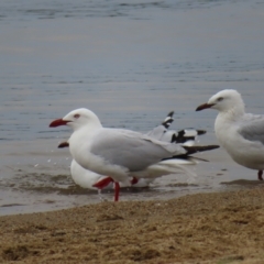 Chroicocephalus novaehollandiae at Barton, ACT - 21 Jan 2023