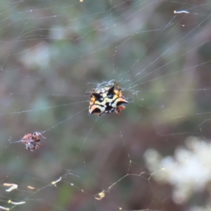 Austracantha minax at Barton, ACT - 21 Jan 2023