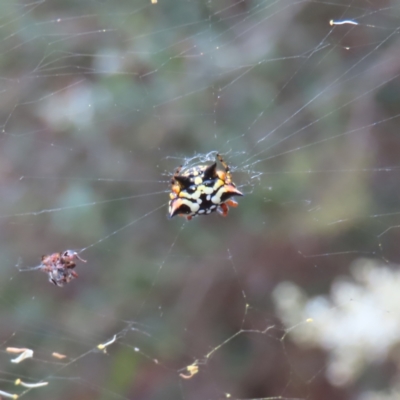 Austracantha minax (Christmas Spider, Jewel Spider) at Mount Ainslie to Black Mountain - 21 Jan 2023 by MatthewFrawley