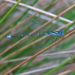 Austroagrion watsoni (Eastern Billabongfly) at Lake Burley Griffin Central/East - 21 Jan 2023 by MatthewFrawley