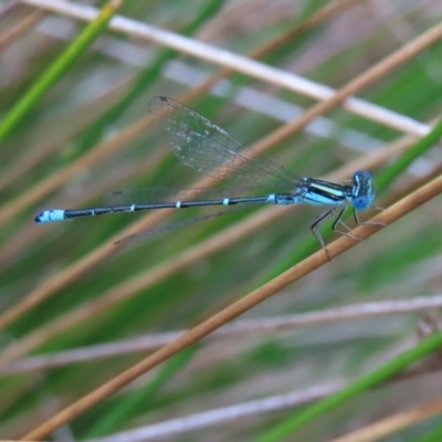 Austroagrion watsoni (Eastern Billabongfly) at Barton, ACT - 21 Jan 2023 by MatthewFrawley