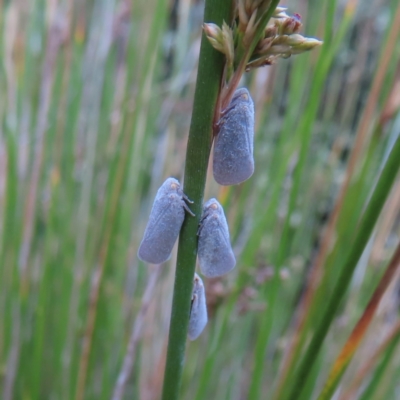 Anzora unicolor (Grey Planthopper) at Barton, ACT - 21 Jan 2023 by MatthewFrawley