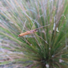 Tetragnatha sp. (genus) (Long-jawed spider) at Mount Ainslie to Black Mountain - 21 Jan 2023 by MatthewFrawley