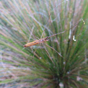 Tetragnatha sp. (genus) at Barton, ACT - 21 Jan 2023