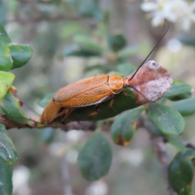 Ellipsidion humerale (Common Ellipsidion) at Lake Burley Griffin Central/East - 21 Jan 2023 by MatthewFrawley