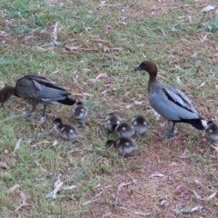 Chenonetta jubata (Australian Wood Duck) at Lake Burley Griffin Central/East - 21 Jan 2023 by MatthewFrawley