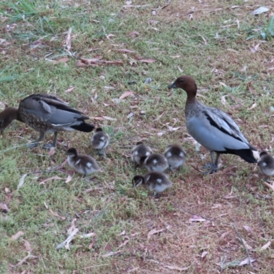 Chenonetta jubata (Australian Wood Duck) at Mount Ainslie to Black Mountain - 21 Jan 2023 by MatthewFrawley