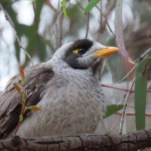 Manorina melanocephala at Barton, ACT - 21 Jan 2023 07:23 PM