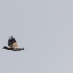 Aquila audax (Wedge-tailed Eagle) at Namadgi National Park - 20 Jan 2023 by JimL