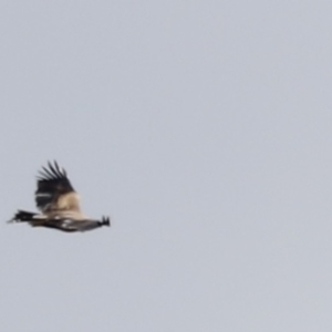 Aquila audax at Rendezvous Creek, ACT - 21 Jan 2023 10:35 AM