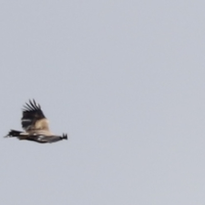 Aquila audax (Wedge-tailed Eagle) at Rendezvous Creek, ACT - 20 Jan 2023 by JimL