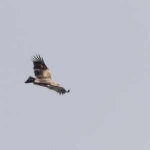 Aquila audax at Rendezvous Creek, ACT - 21 Jan 2023 10:35 AM