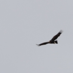 Aquila audax at Rendezvous Creek, ACT - 21 Jan 2023 10:35 AM