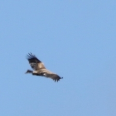 Aquila audax at Rendezvous Creek, ACT - 21 Jan 2023 10:35 AM