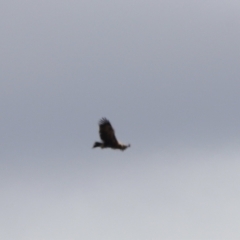 Aquila audax at Rendezvous Creek, ACT - 21 Jan 2023 10:35 AM