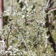 Leptospermum myrtifolium (Myrtle Teatree) at Rendezvous Creek, ACT - 21 Jan 2023 by JimL