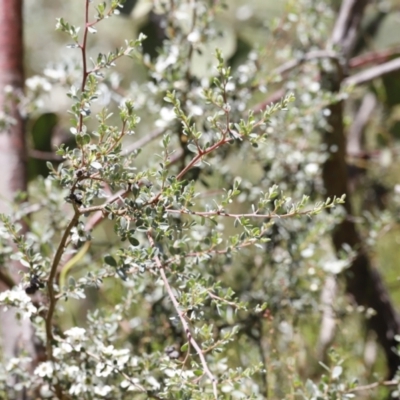 Leptospermum myrtifolium (Myrtle Teatree) at Rendezvous Creek, ACT - 21 Jan 2023 by JimL