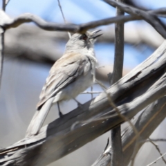 Colluricincla harmonica (Grey Shrikethrush) at Namadgi National Park - 21 Jan 2023 by JimL