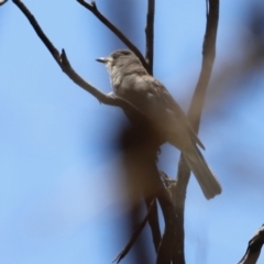 Colluricincla harmonica at Rendezvous Creek, ACT - 21 Jan 2023