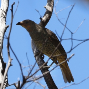 Ptilonorhynchus violaceus at Rendezvous Creek, ACT - 21 Jan 2023