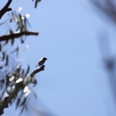 Artamus cyanopterus cyanopterus (Dusky Woodswallow) at Namadgi National Park - 21 Jan 2023 by JimL