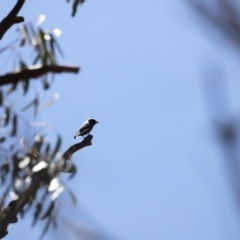 Artamus cyanopterus cyanopterus (Dusky Woodswallow) at Rendezvous Creek, ACT - 21 Jan 2023 by JimL