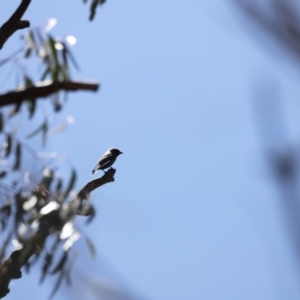 Artamus cyanopterus at Rendezvous Creek, ACT - 21 Jan 2023 01:36 PM