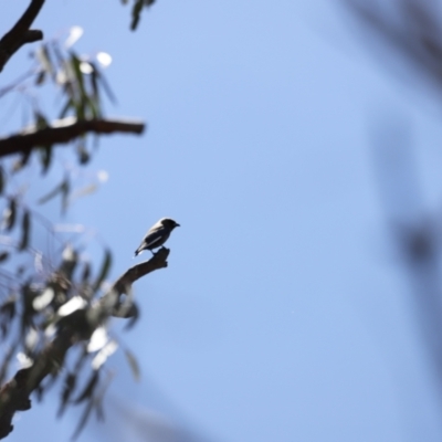 Artamus cyanopterus (Dusky Woodswallow) at Namadgi National Park - 21 Jan 2023 by JimL