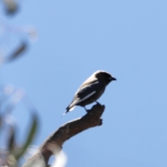 Artamus cyanopterus at Rendezvous Creek, ACT - 21 Jan 2023 01:36 PM