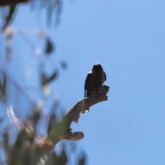 Artamus cyanopterus at Rendezvous Creek, ACT - 21 Jan 2023 01:36 PM