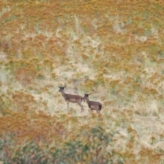 Dama dama (Fallow Deer) at Coree, ACT - 22 Jan 2023 by wombey