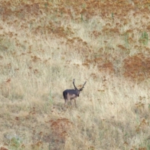 Dama dama at Coree, ACT - 22 Jan 2023