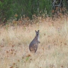 Notamacropus rufogriseus (Red-necked Wallaby) at Woodstock Nature Reserve - 21 Jan 2023 by wombey