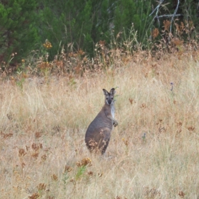 Notamacropus rufogriseus (Red-necked Wallaby) at Coree, ACT - 22 Jan 2023 by wombey